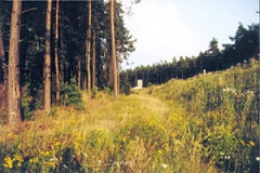 Kiefernwald in der Mittleren Frankenalb (Foto: Bahram Gharadjedaghi)