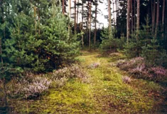 Typische Kiefernwälder mit Besenheide im Nürnberger Becken (Foto: Bahram Gharadjedaghi)