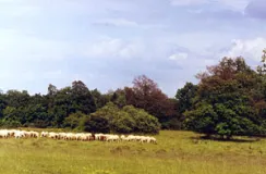 Im Steigerwald östlich von Kitzingen (Foto: Bahram Gharadjedaghi)