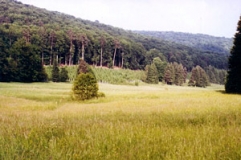 Heinrichsbachtal, typisches Tal im Sandsteinspessart mit Feuchtgrünland (Foto: Bahram Gharadjedaghi)