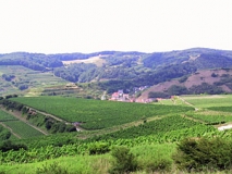 Weinbaulandschaft am Kaiserstuhl (Foto: Peter Finck)