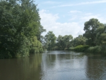 In den Offenburger Rheinauen bei Helmlingen (Foto: Usch Martin)