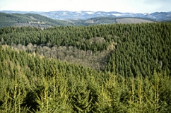 Mittelgebirgslandschaft im Sauerland bei Kirchhundem (Foto: Peter Schütz)