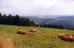 Blick aus der Hohen Rhön in Richtung Westliche und Östliche Kuppenrhön (Foto: Bahram Gharadjedaghi)