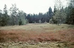 Übergangsmoor bei Nagel im Fichtelgebirge (Foto: Bahram Gharadjedaghi)