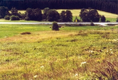 Niedermoor an der Straße nach Rusel (Foto: Bahram Gharadjedaghi)