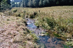 FFH-Gebiet Flöhatal, Cämmerswalder Bach (Foto: Bahram Gharadjedaghi)