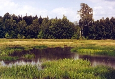 Überstaute Niedermoorwiesen am Frießnitzer See (Krähenteich) (Foto: Bahram Gharadjedaghi)