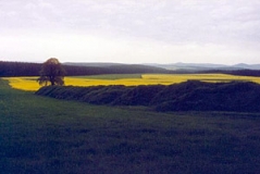Landwirtschaftliche Flur südlich Neuroda (Foto: Bahram Gharadjedaghi)