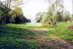 Kopfweiden in der Unstrutaue westlich von Herbsleben (Foto: S. Jansen)