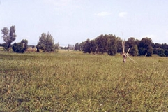 Landschilfröhricht mit Weiden im Haßleber Ried (Foto: M. Ehrlinger)