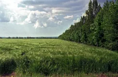 Weitläufige Agrarlandschaft mit Windschutzhecken im Harzvorland (Foto: Christof Martin)