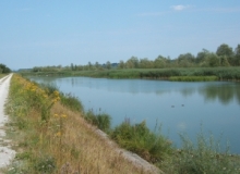 Altwasser der Donau bei Aigen (Foto: Usch Martin)