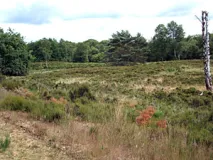 Heideflächen im Effelt-Ophovener Heidewald (Foto: Usch Martin)
