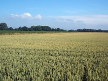 Ackerlandschaft westlich Goch (Foto: Usch Martin)