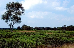 Hochmoor mit Gagelstrauch in der Diepholzer Moorniederung (Foto: Michael Dietrich)