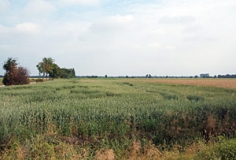 Blick in die Wehner Geest (Foto: Usch Martin)