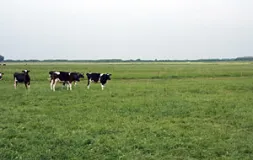Grünland bei Bunderneuland in der Ostfriesischen Seemarsch (Foto: Usch Martin)