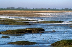 Küste am Jadebusen (Foto: Michael Dietrich)