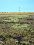 Blick auf den Leuchtturm und die Salzwiesen von Wangerooge (Foto: U. Scherwaß)