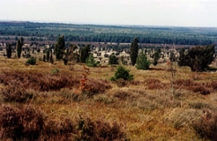 Heidelandschaft mit Wacholder am Wilseder Berg (Foto: Christof Martin)