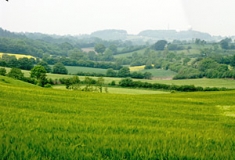 Blick vom Aschberg in die Knicklandschaft der Hüttener Berge (Foto: Christof Martin)