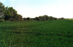 Winterweizen- und Rapsanbau in der durch Knicks gegliederten Agrarlandschaft der Probstei (Foto: Christof Martin)