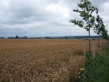 Ostseeküstenlandschaft in Mecklenburg (Boltenhagener Bucht) (Foto: Usch Martin)