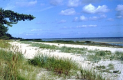 Naturnaher Strandabschnitt bei Peenemünde auf Usedom (Foto: Peter Finck)