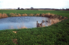 Ackerlandschaft mit Soll (Gewässer) und Feldhecken östlich Rostock (Foto: Christof Martin)