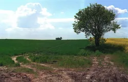 Strukturarme Agrarlandschaft bei Upahl (Foto: Christof Martin)