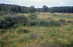 Vermoorungen in der Stecknitz-Delvenau-Niederung im Bereich der ehemaligen innerdeutschen Grenze (Foto: Christof Martin)