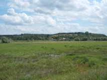 Oderbruch, Blick von Westen über Feuchtwiesen auf Bilienek (PL) (Foto: Usch Martin)
