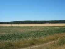 Agrarlandschaft bei Groß Gastrose (Foto: Usch Martin)