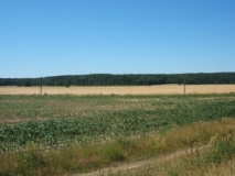 Agrarlandschaft bei Groß Gastrose (Foto: Usch Martin)