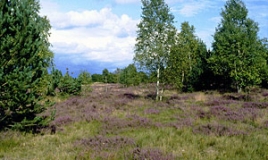 Heidelandschaft auf dem ehemaligen Truppenübungsplatz ?Königsbrücker Heide? (Foto: Peter Finck)