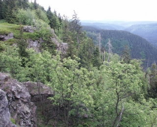 Bergwald im Harz