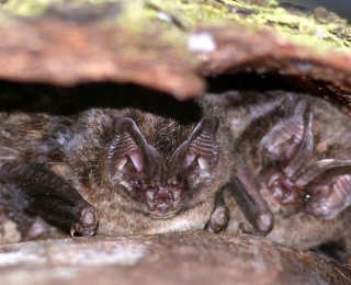 Mopsfledermaus