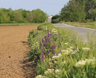 Feldraine am Wegesrand