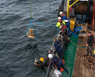 Austern werden vom Schiff ins Meer u.a. auf Kalksteinen und Sandsteinblöcken ausgebracht.
