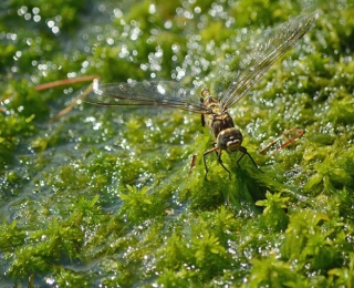 Mosaikjungfer im Hochmoor