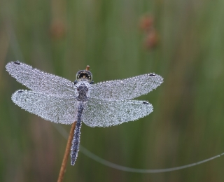 Heidelibelle