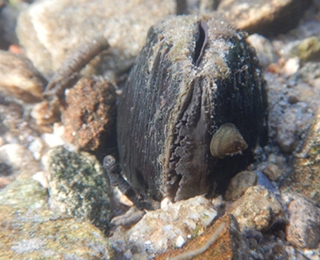 Flussperlmuschel