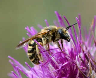 Furchenbiene (Halictus scabiosae)