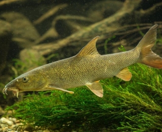 Barbe im Gewässer