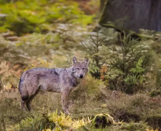 Wolf im Wald