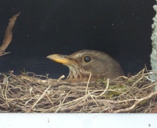 brütende Amsel