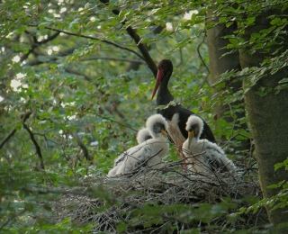 Ein Nest mit Schwarzstörchen