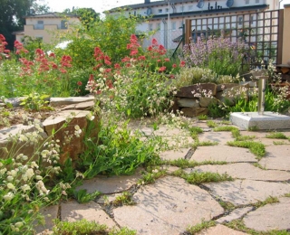 Naturnahe Fugenbegrünung