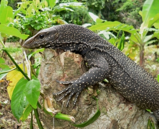 Nebelwaran (Varanus nebulosus) auf einem Baumstumpf